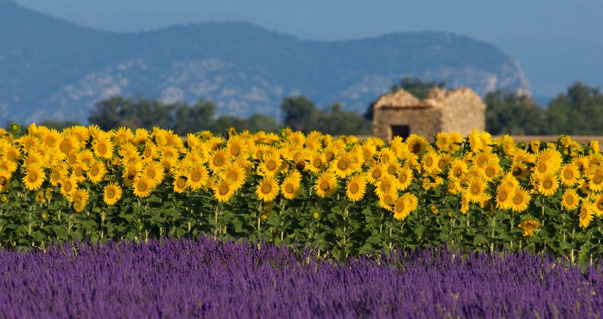 sunflower festivals in France