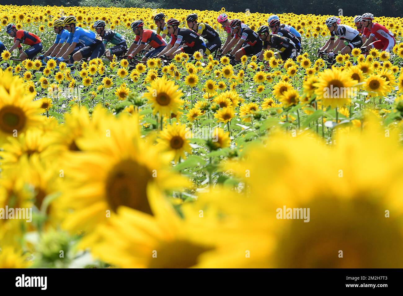 sunflower fields France