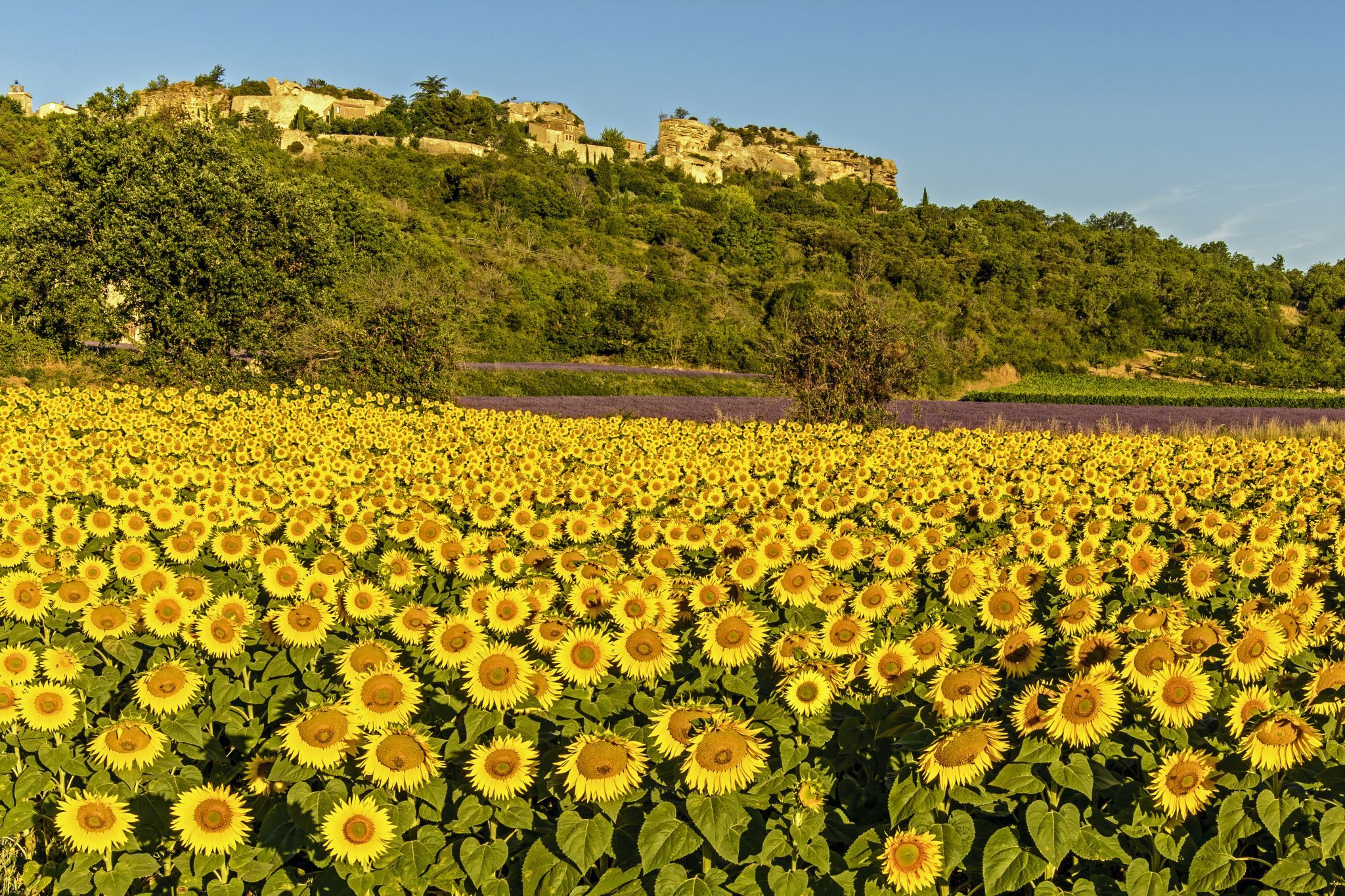 sunflower fields near Paris