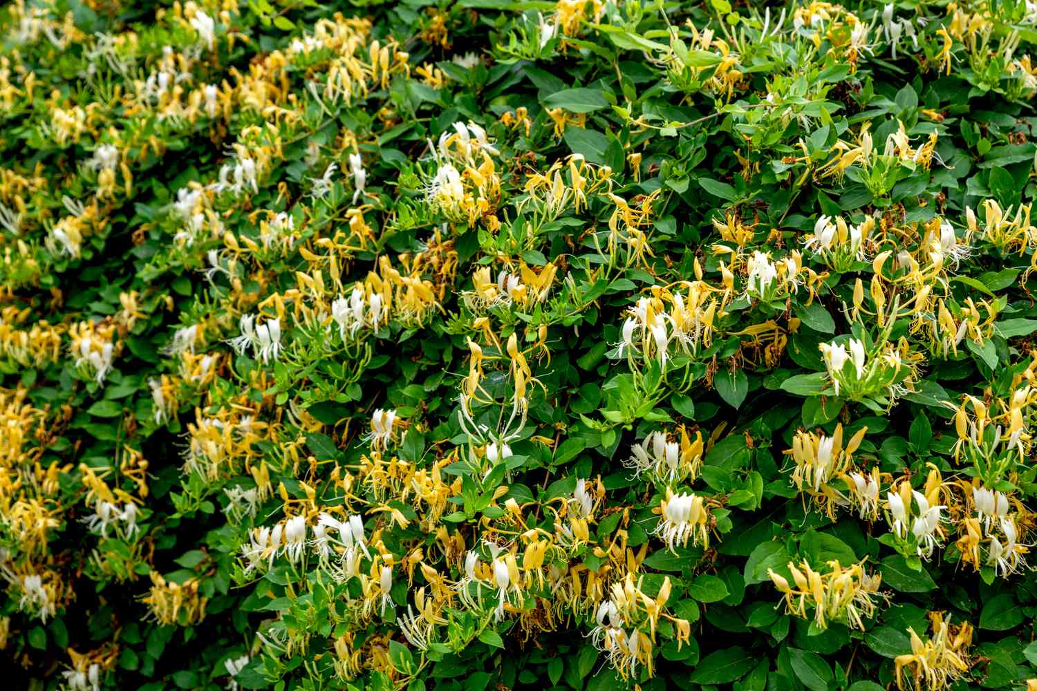 the honeysuckle photos 0009
