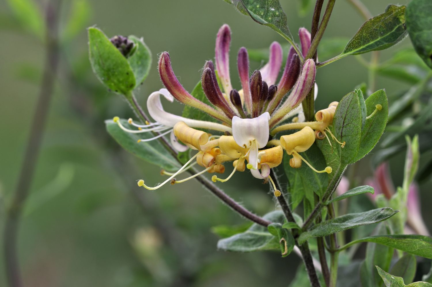 the honeysuckle photos 0010