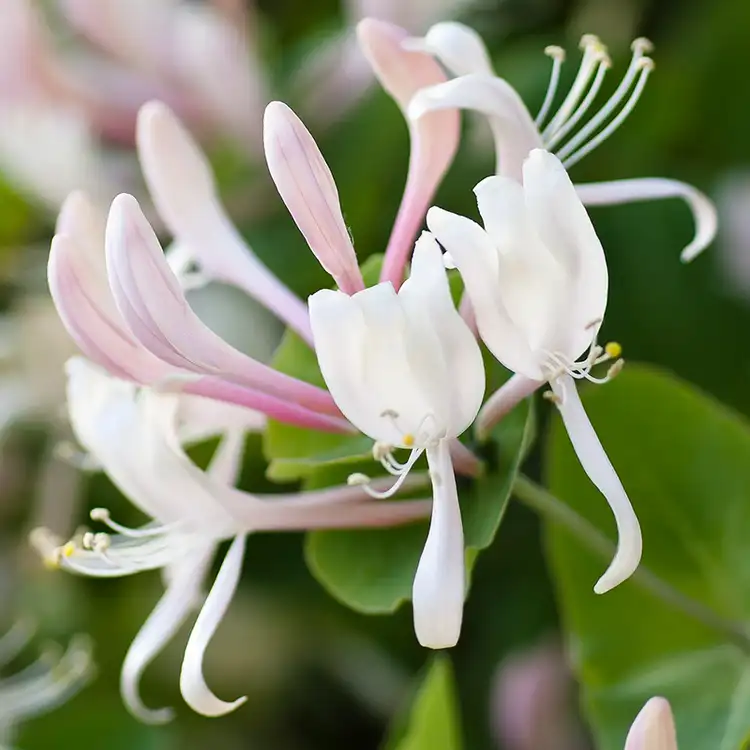 the honeysuckle photos 0012