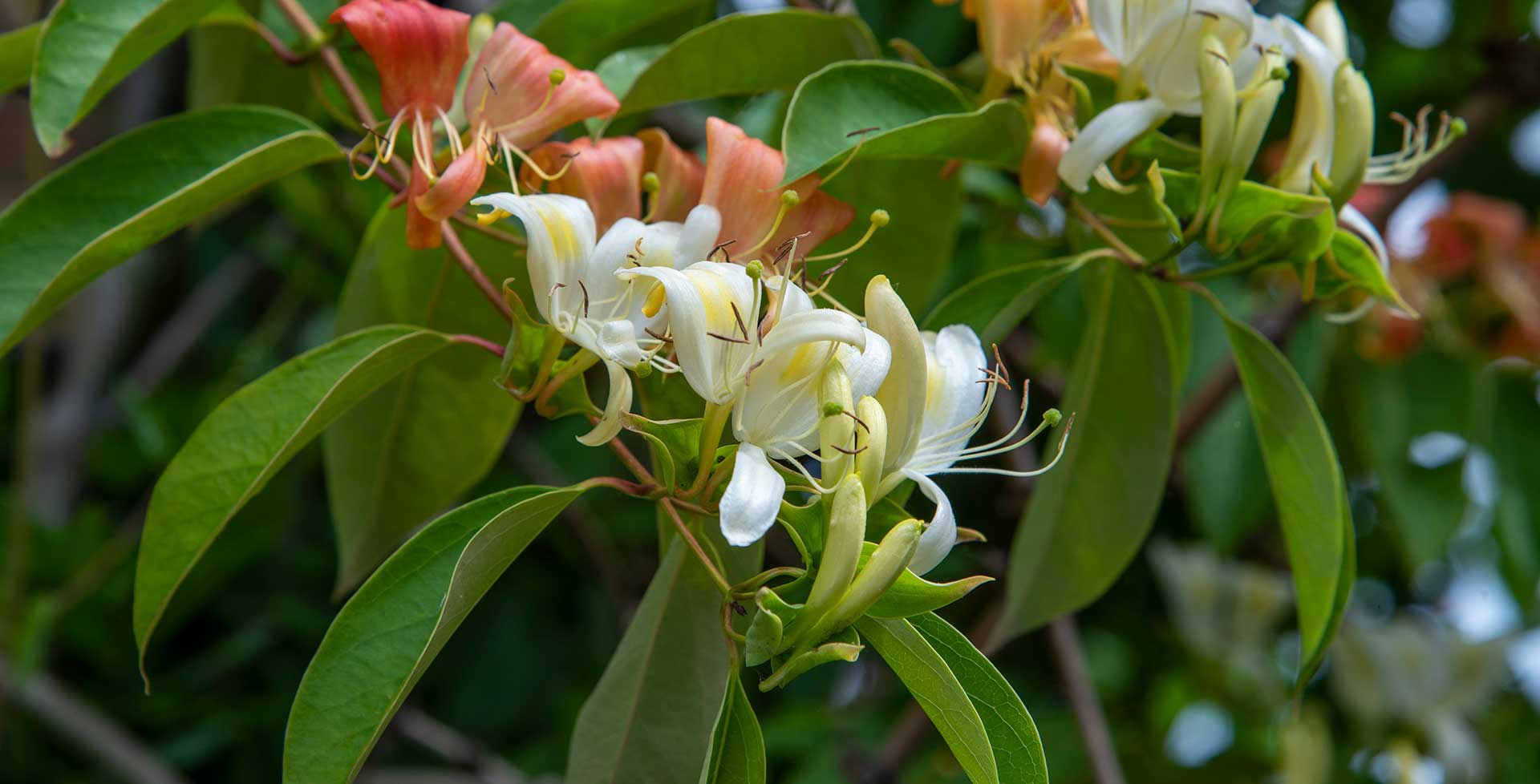 the honeysuckle photos 0015