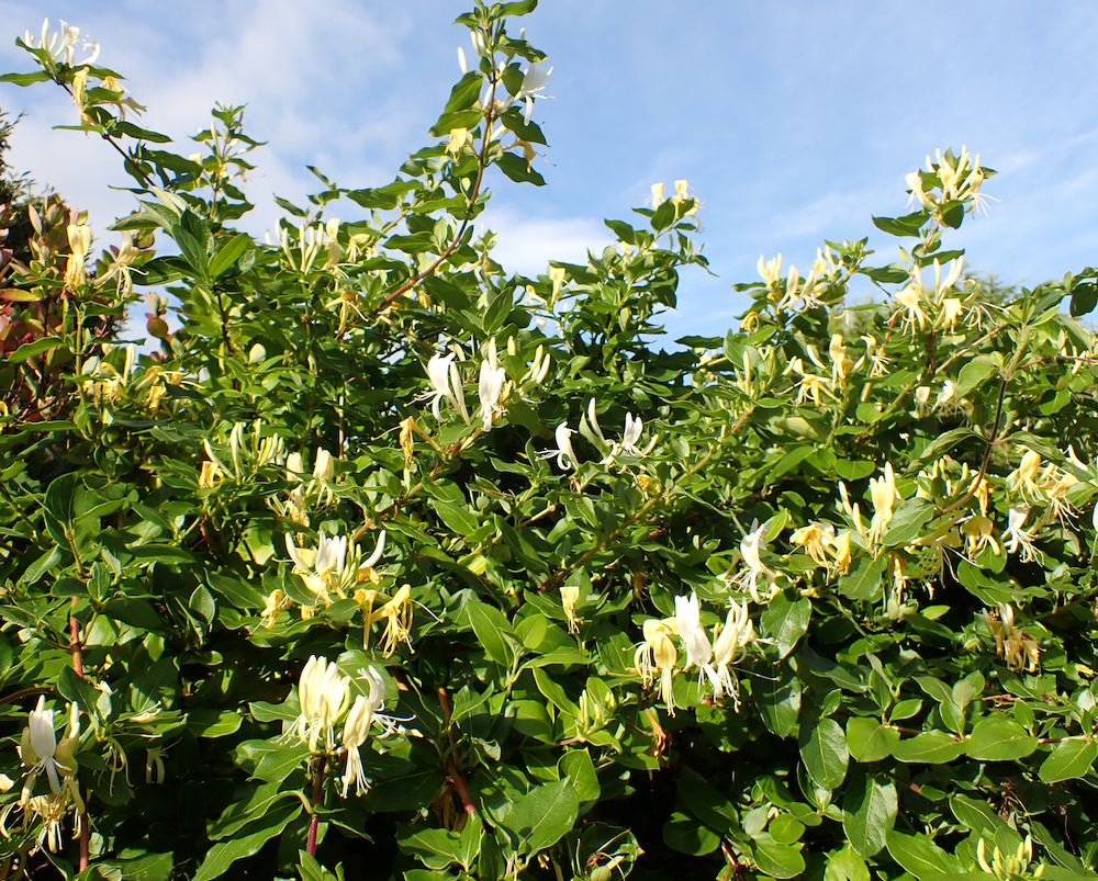 the honeysuckle photos 0020