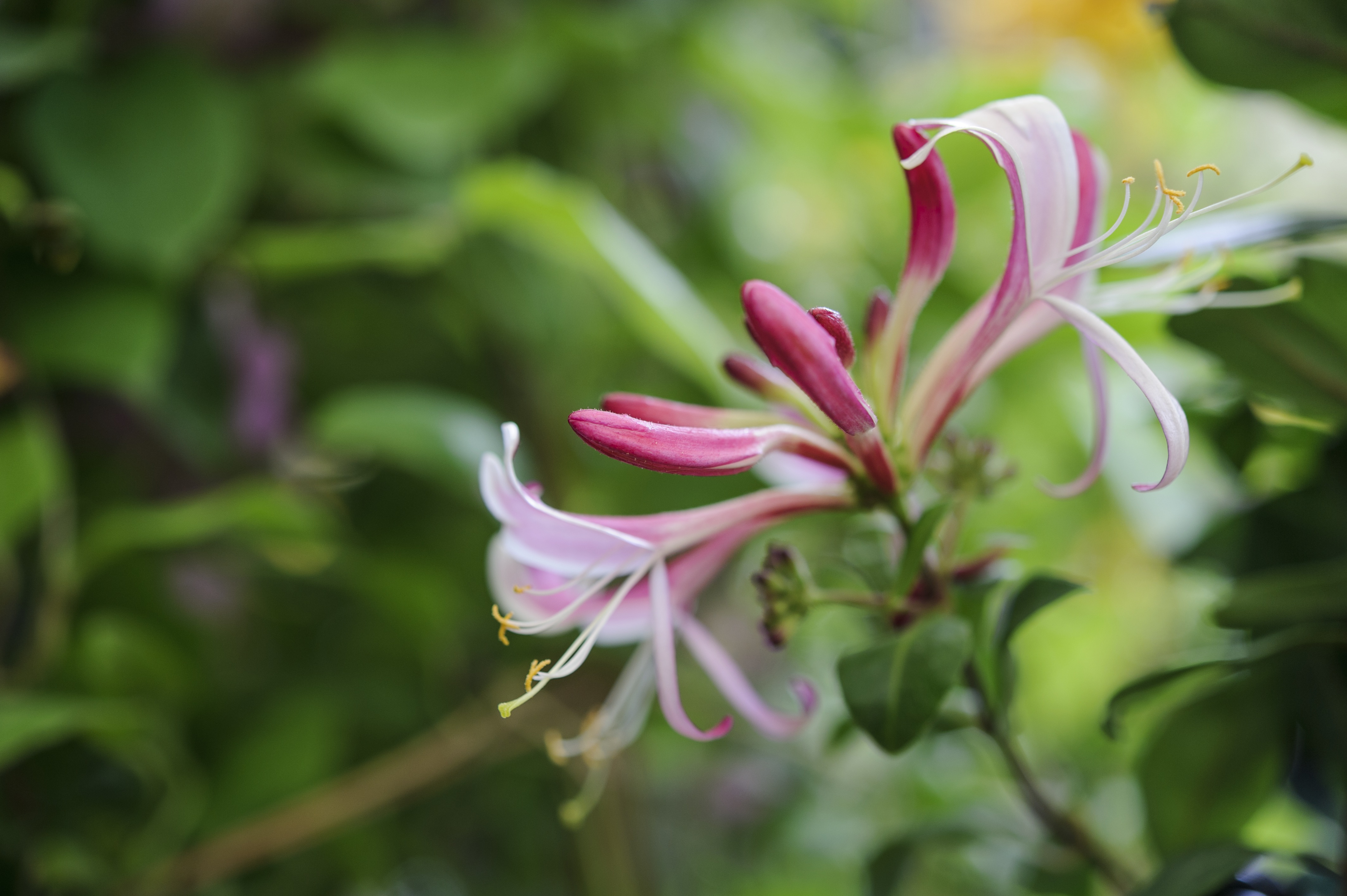the honeysuckle photos 0021