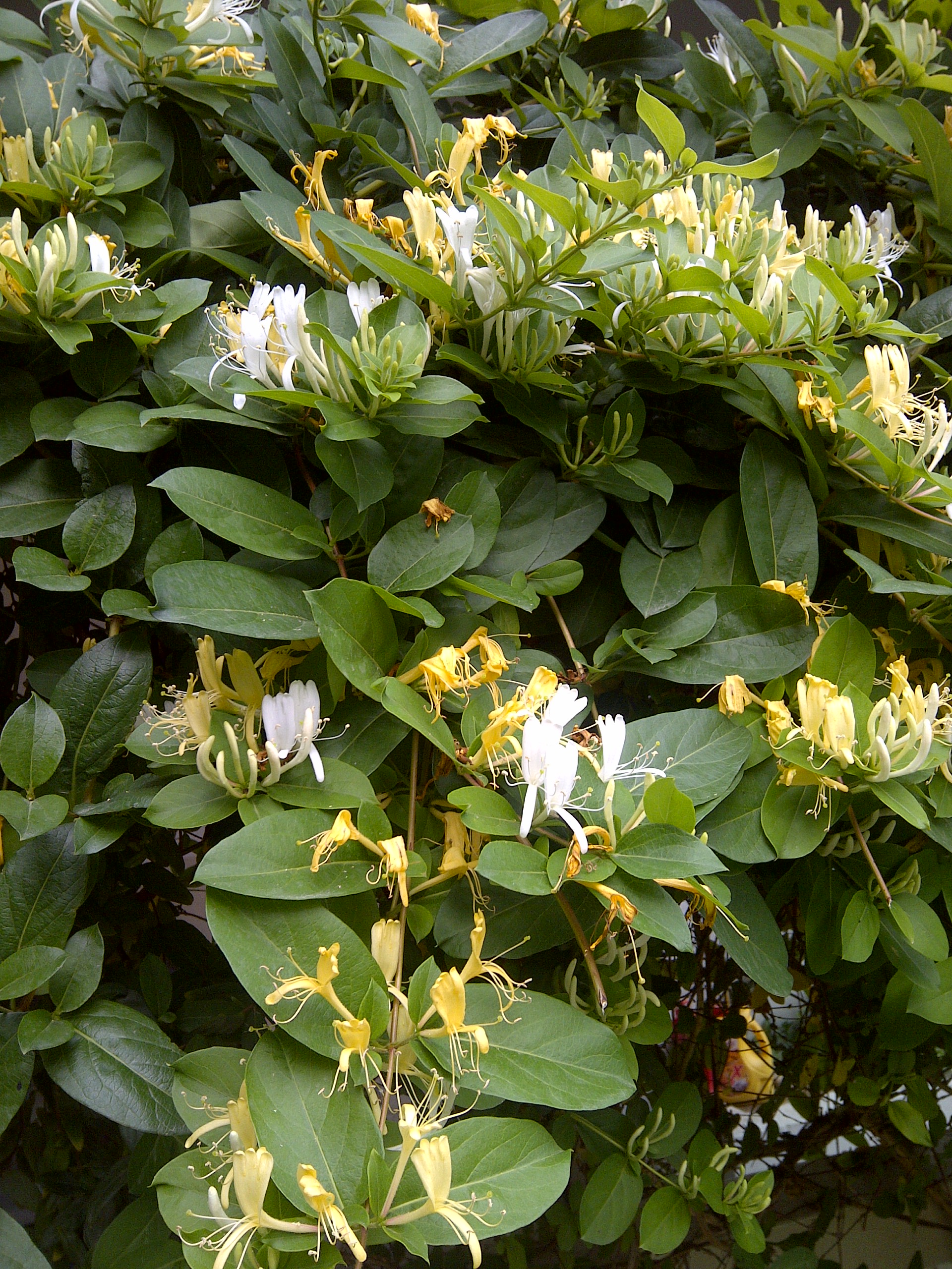 the honeysuckle photos 0022
