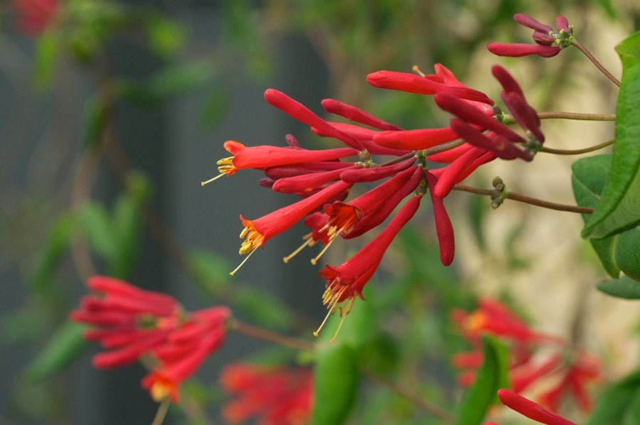 the honeysuckle photos 0026