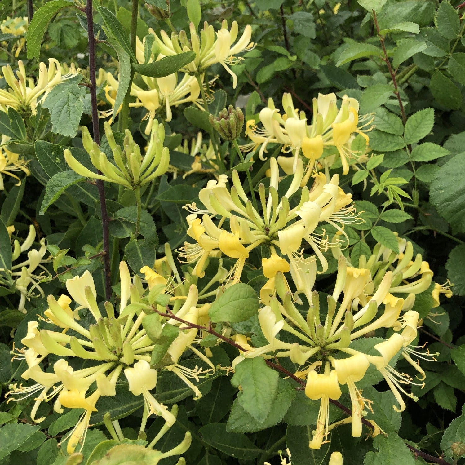 the honeysuckle photos 0027