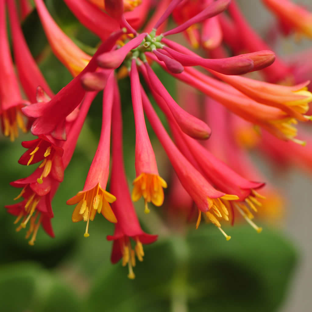 the honeysuckle photos 0028