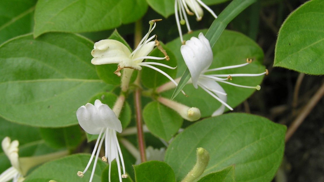 the honeysuckle photos 0032