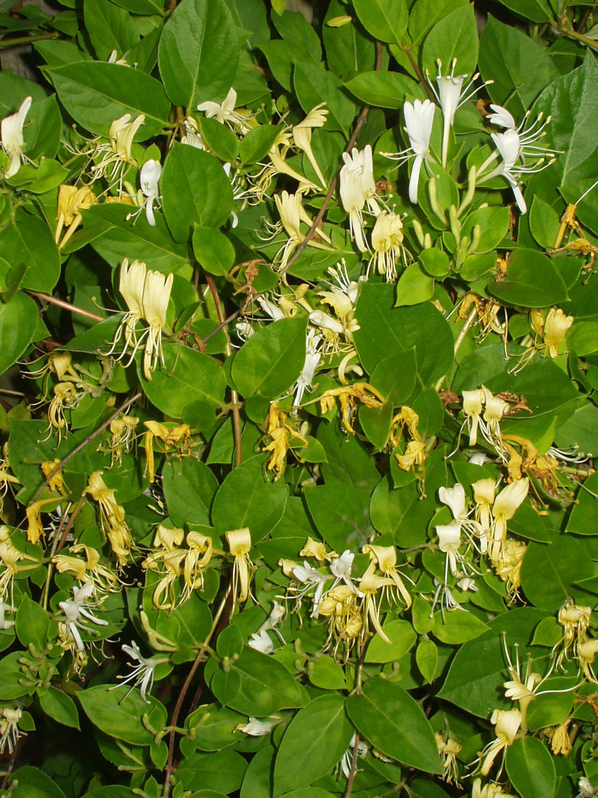 the honeysuckle photos 0038