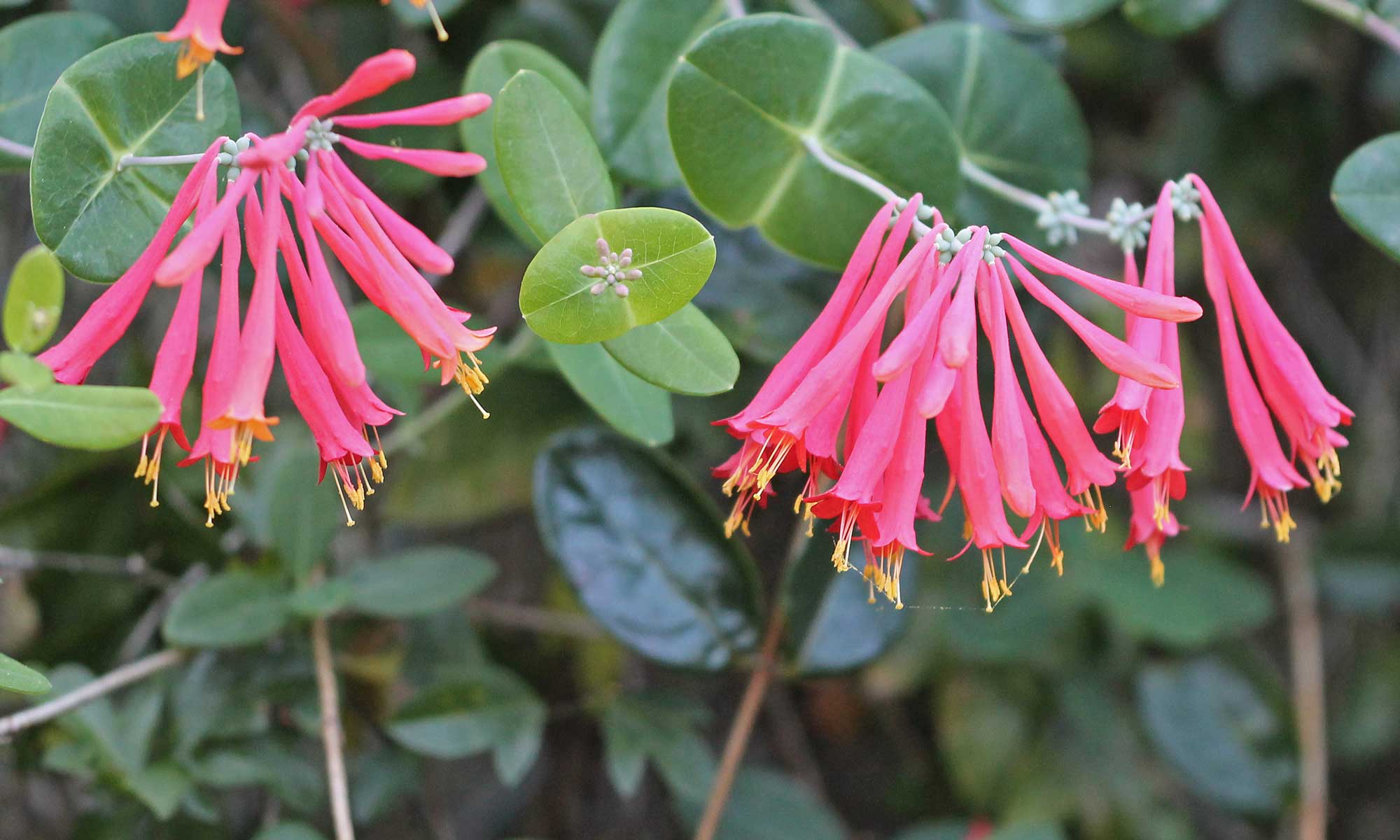 the honeysuckle photos 0040