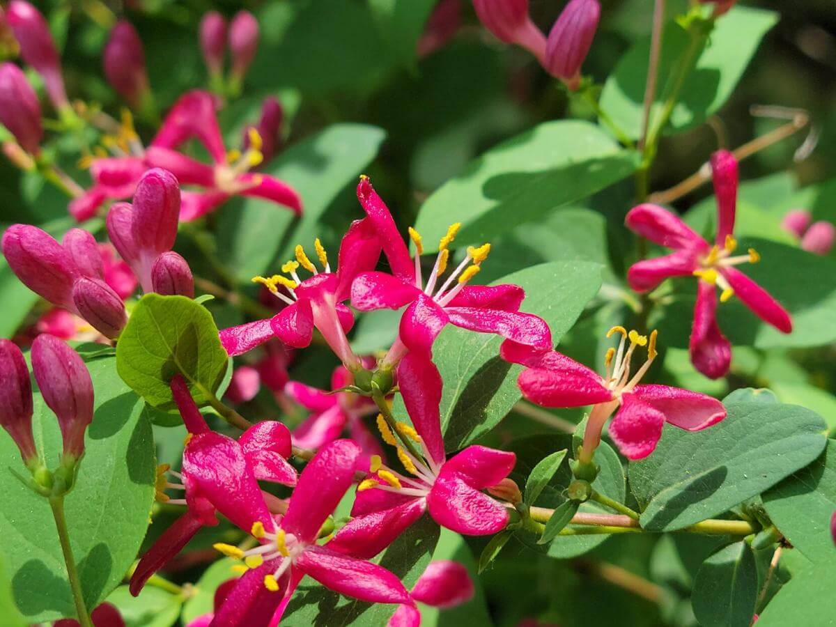 the honeysuckle photos 0042