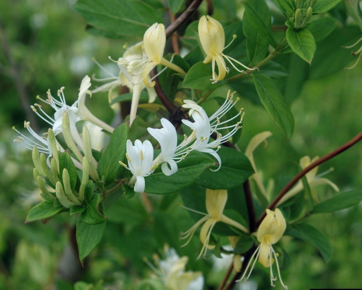 the honeysuckle photos 0043