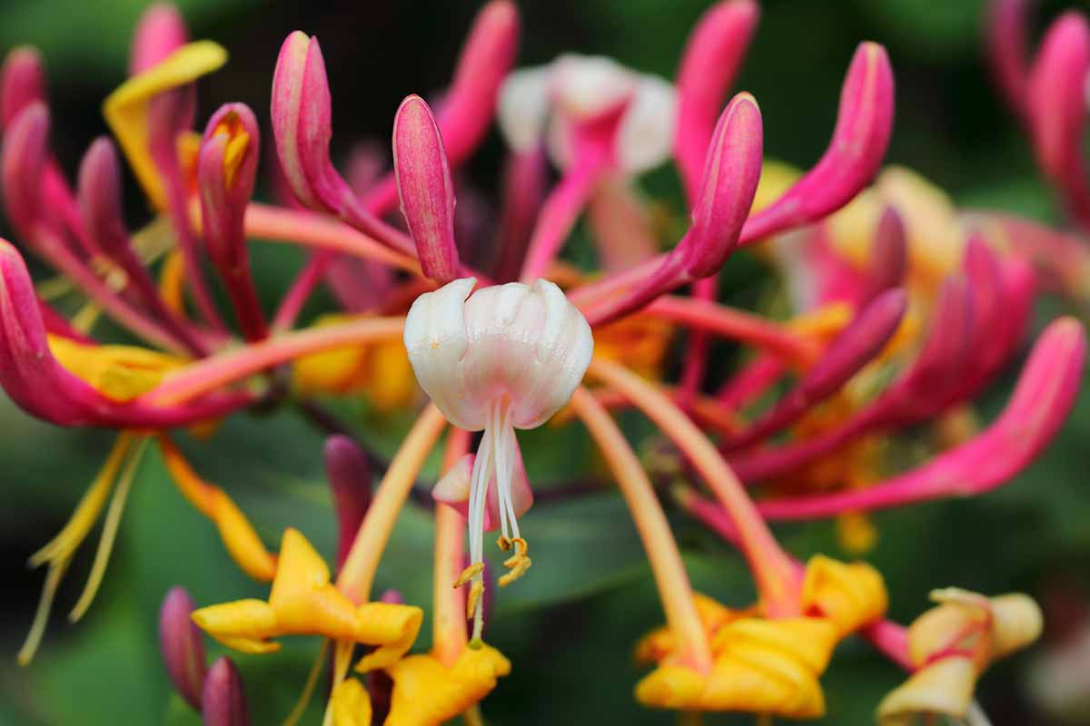 the honeysuckle photos 0045