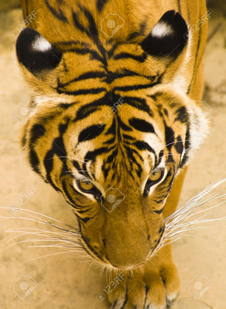tiger conservation