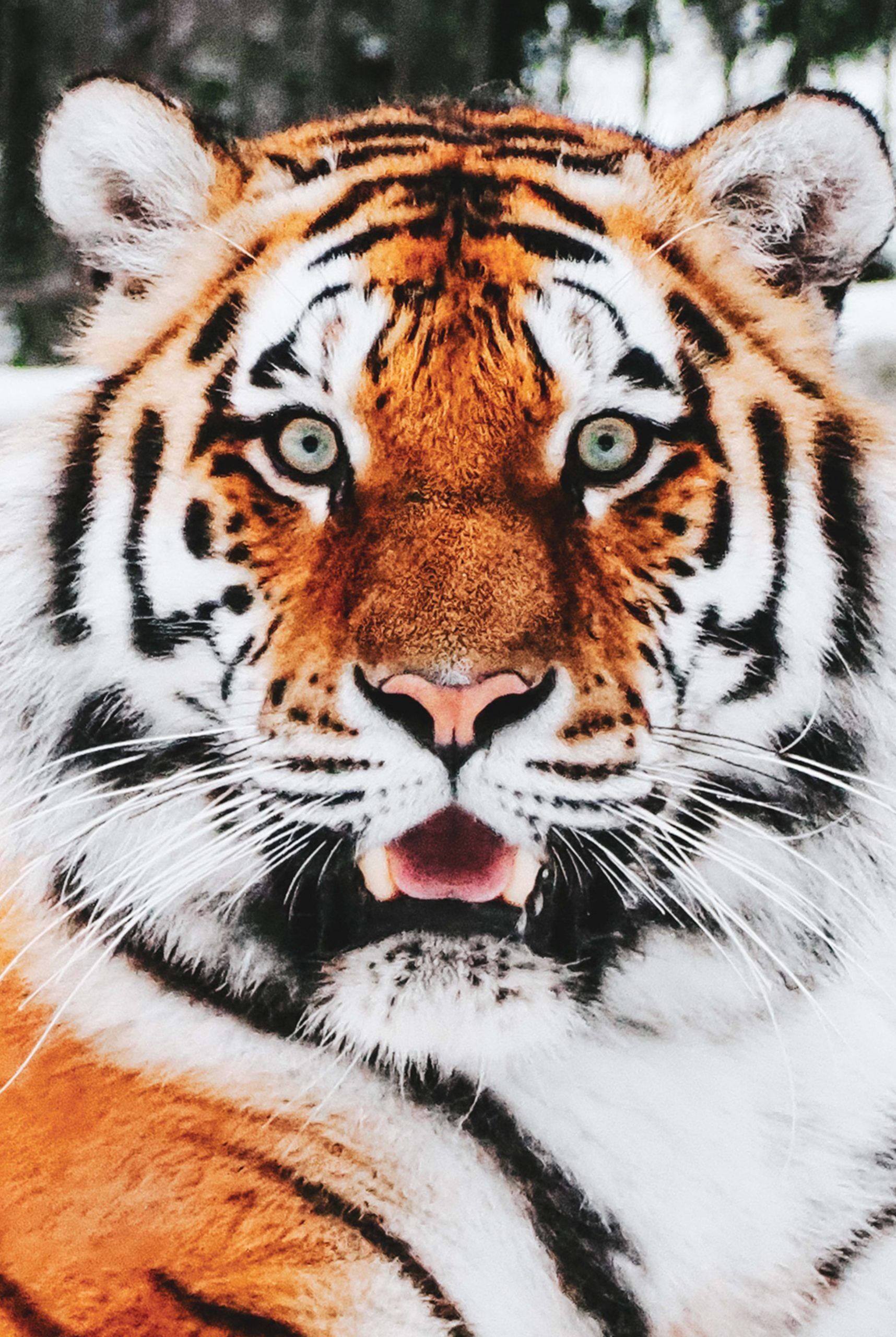 Tiger front view 0009