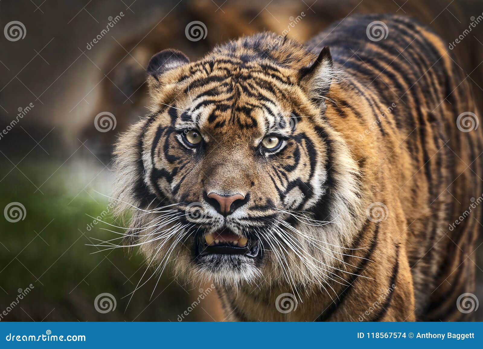 Tiger front view 0010