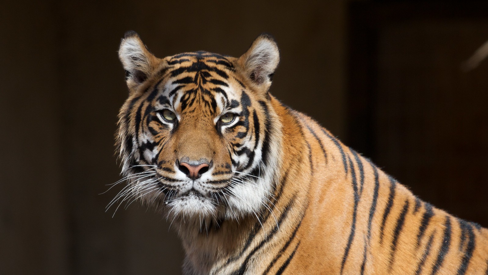 Tiger front view 0011