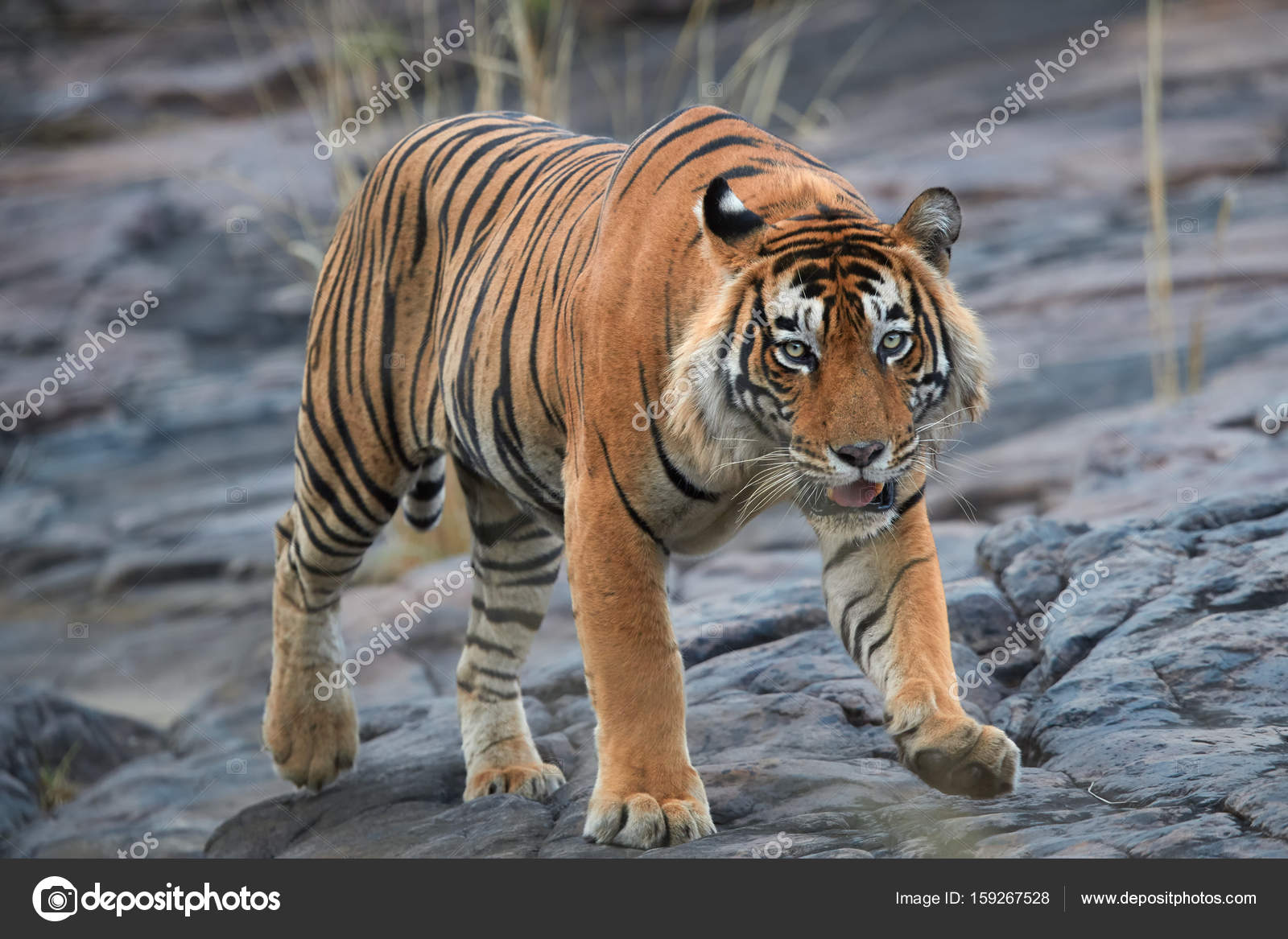 Tiger front view 0013