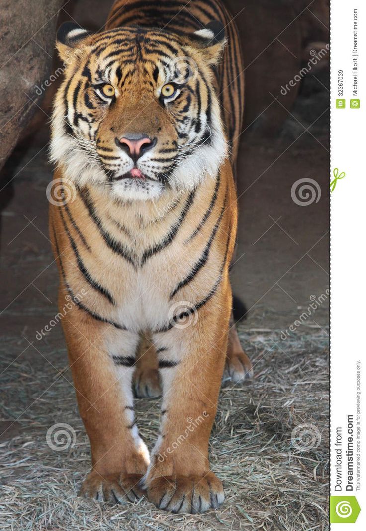 Tiger front view 0015