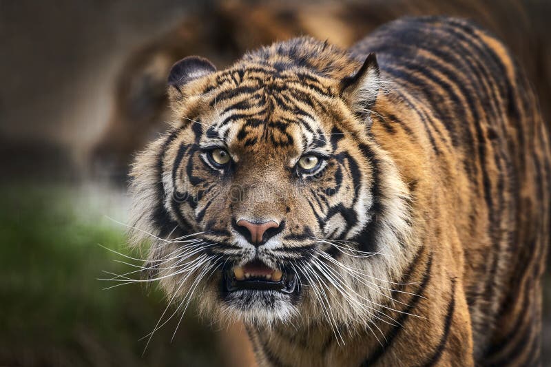 Tiger front view 0017
