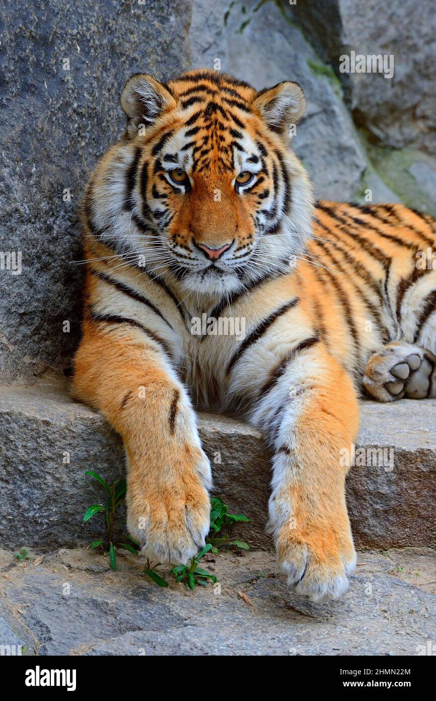 Tiger front view 0019