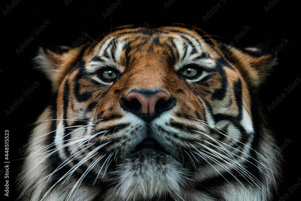 Tiger front view 0020