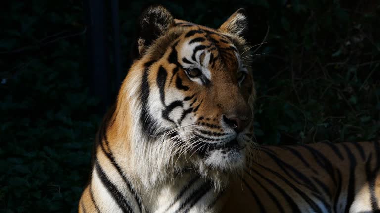Tiger front view 0023