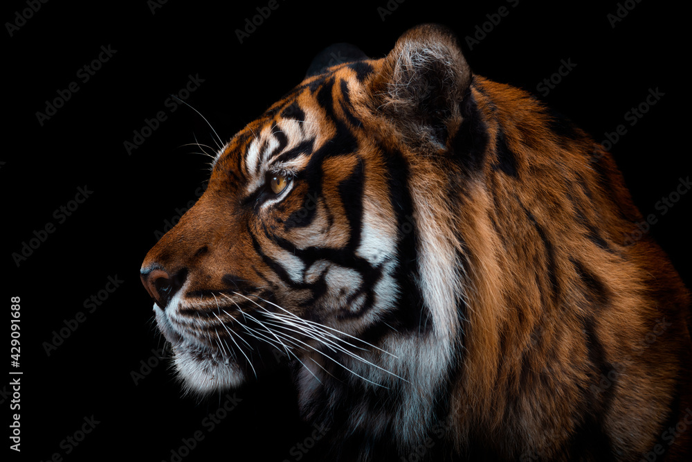 Tiger front view 0025