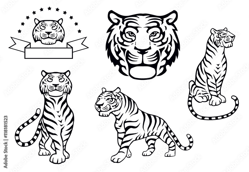 Tiger front view 0026