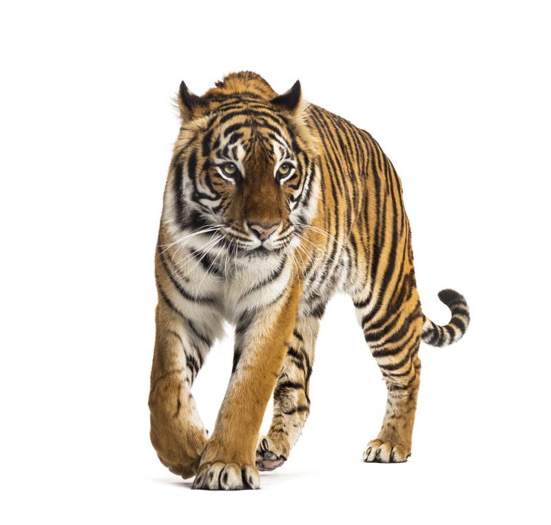 Tiger front view 0027