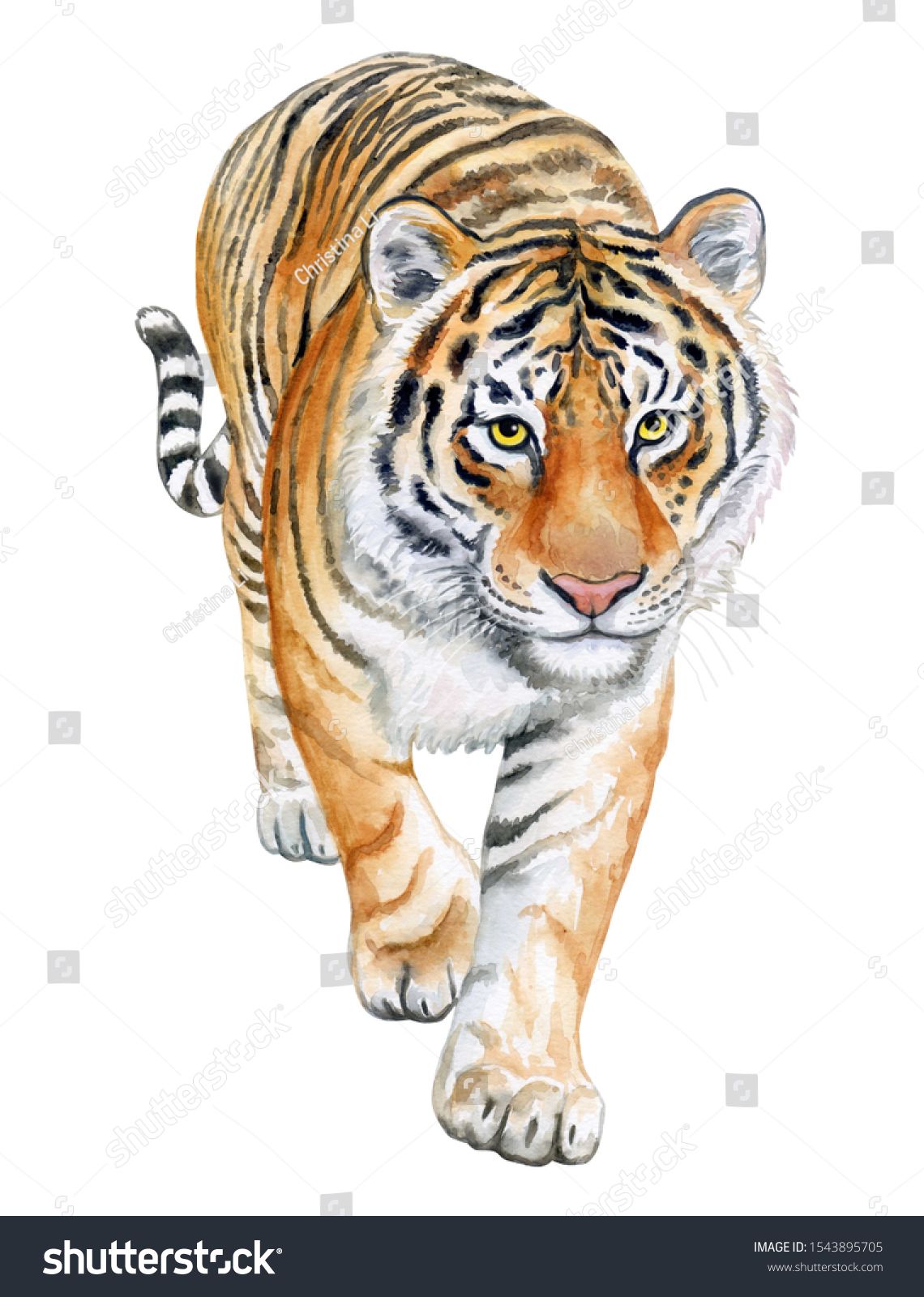 Tiger front view 0029