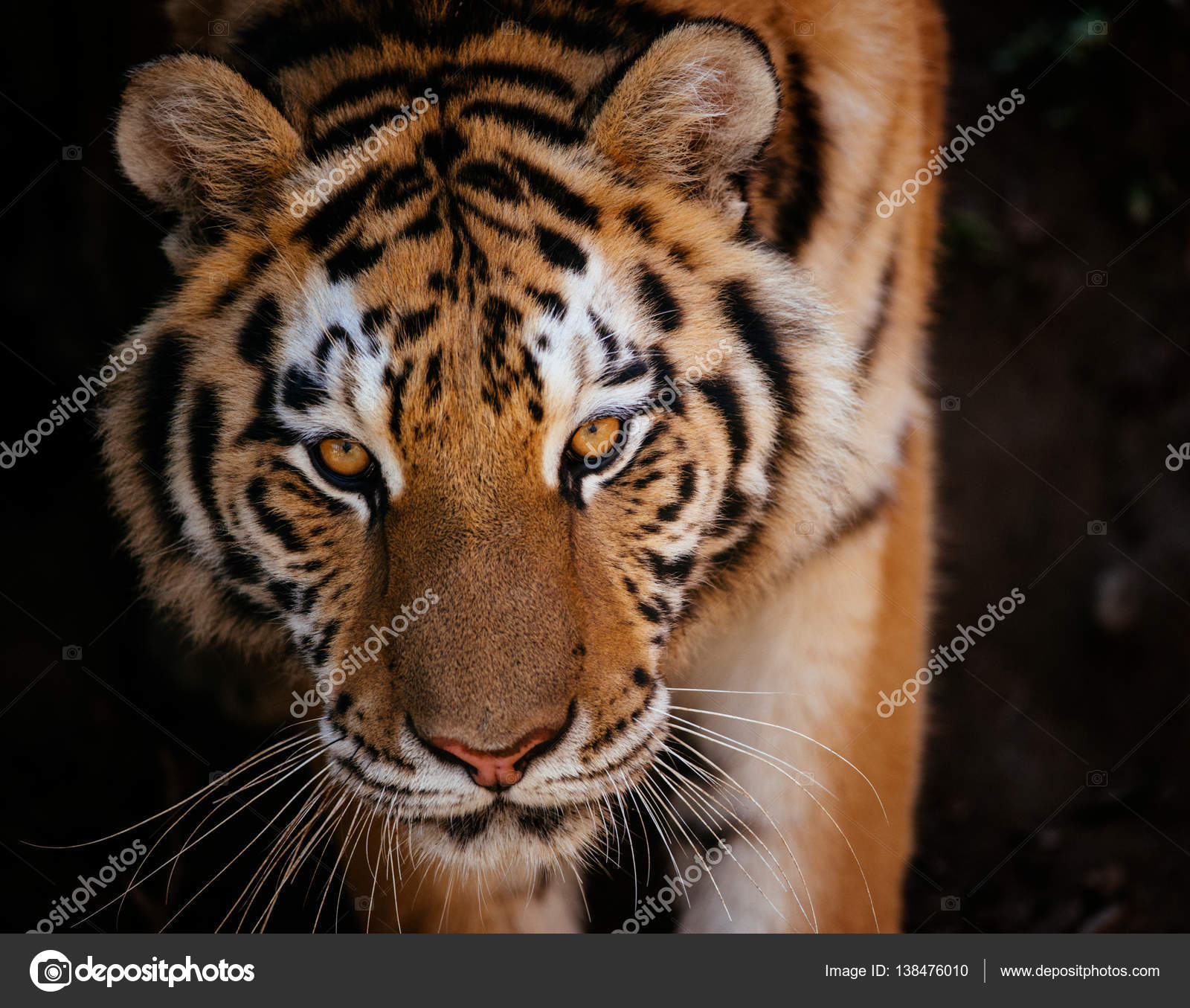 Tiger front view 0030