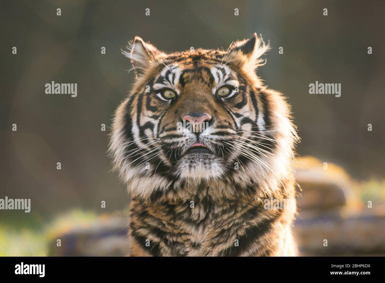 Tiger front view 0032