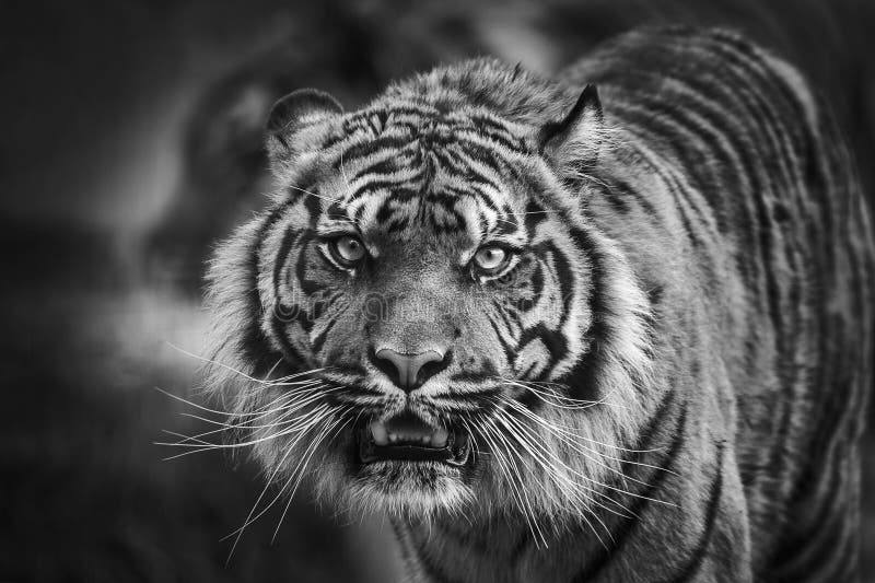 Tiger front view 0034