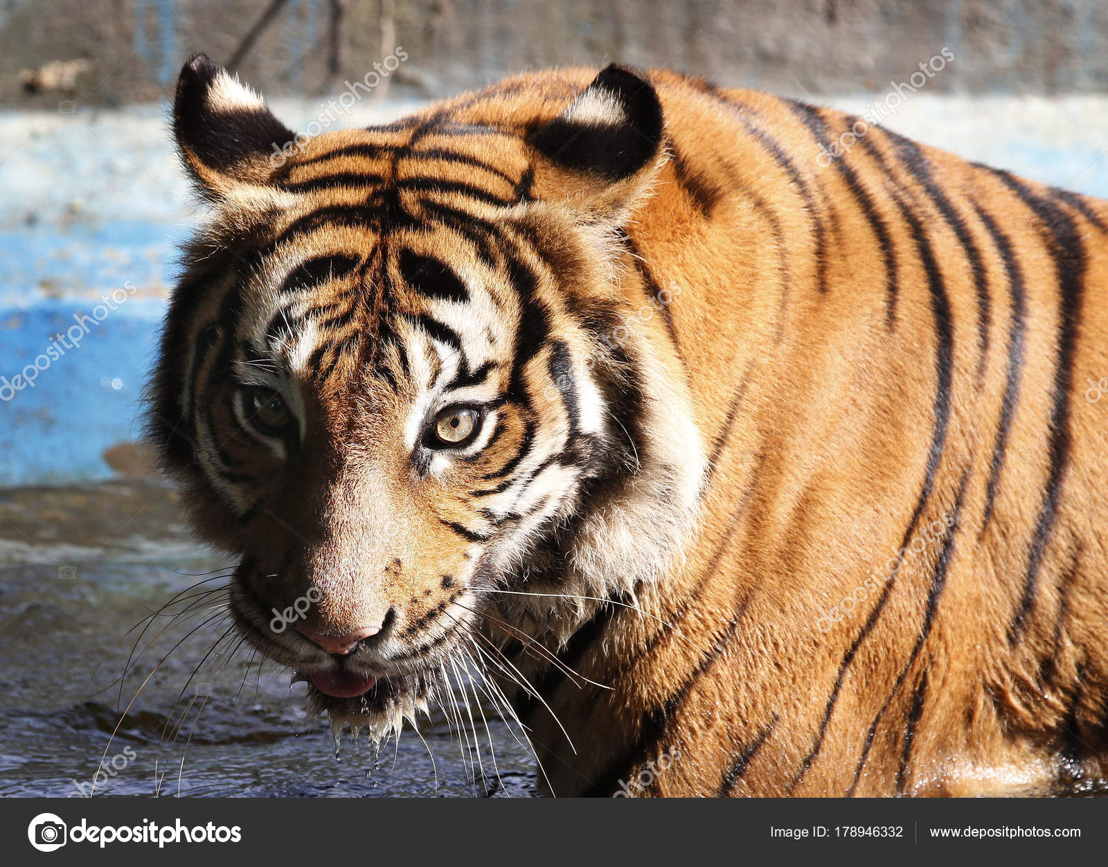 Tiger front view 0035