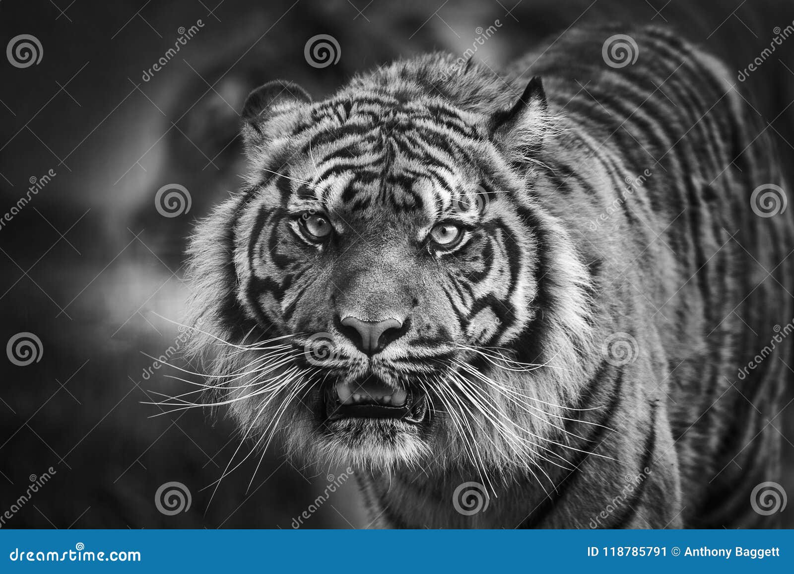 Tiger front view 0036