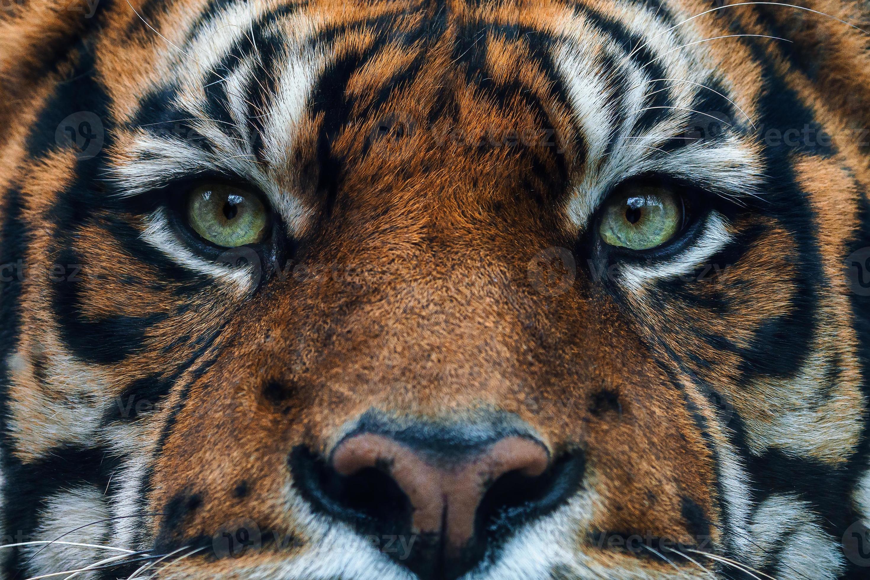 Tiger front view 0039