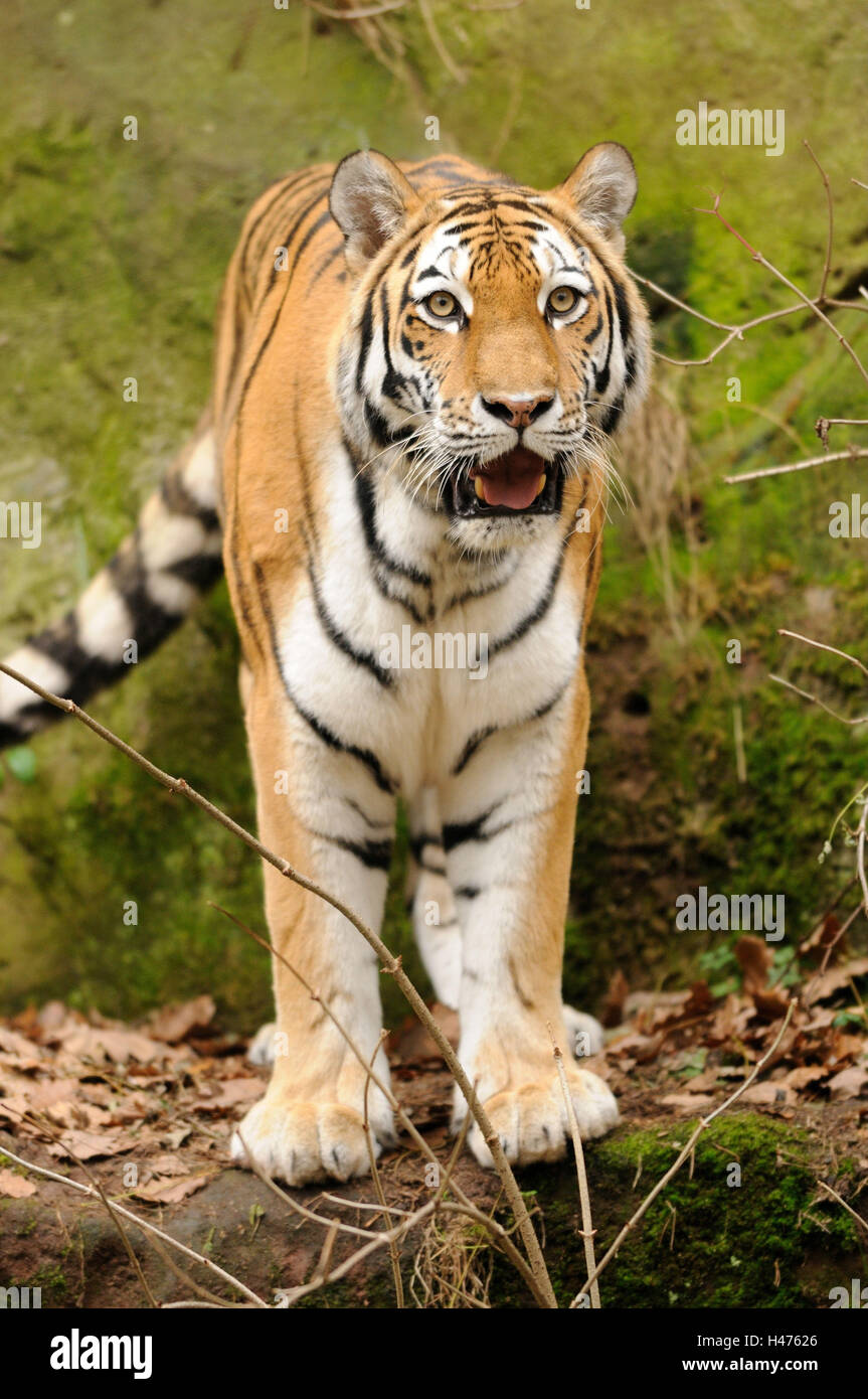 Tiger front view 0043