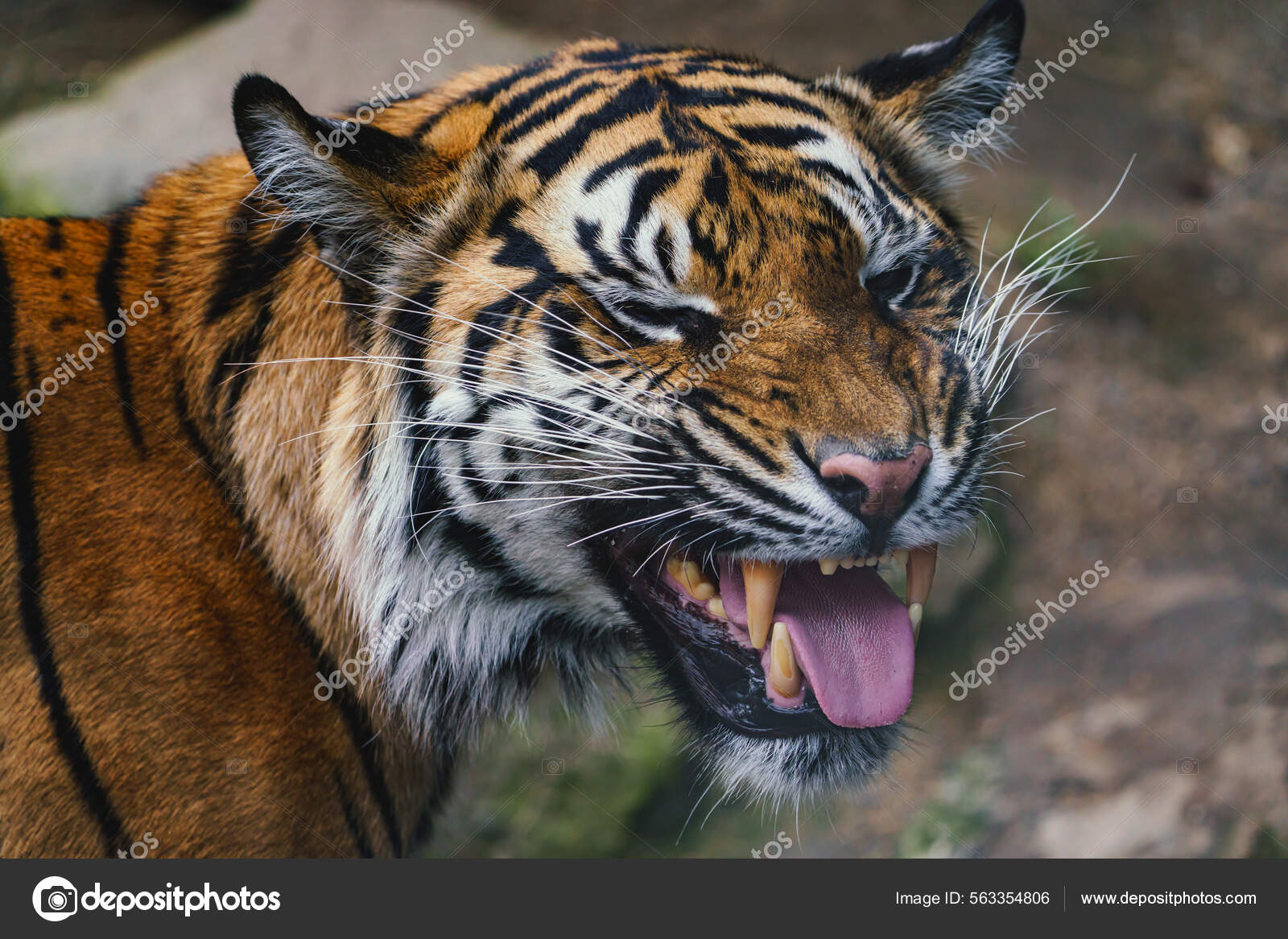 Tiger front view 0044