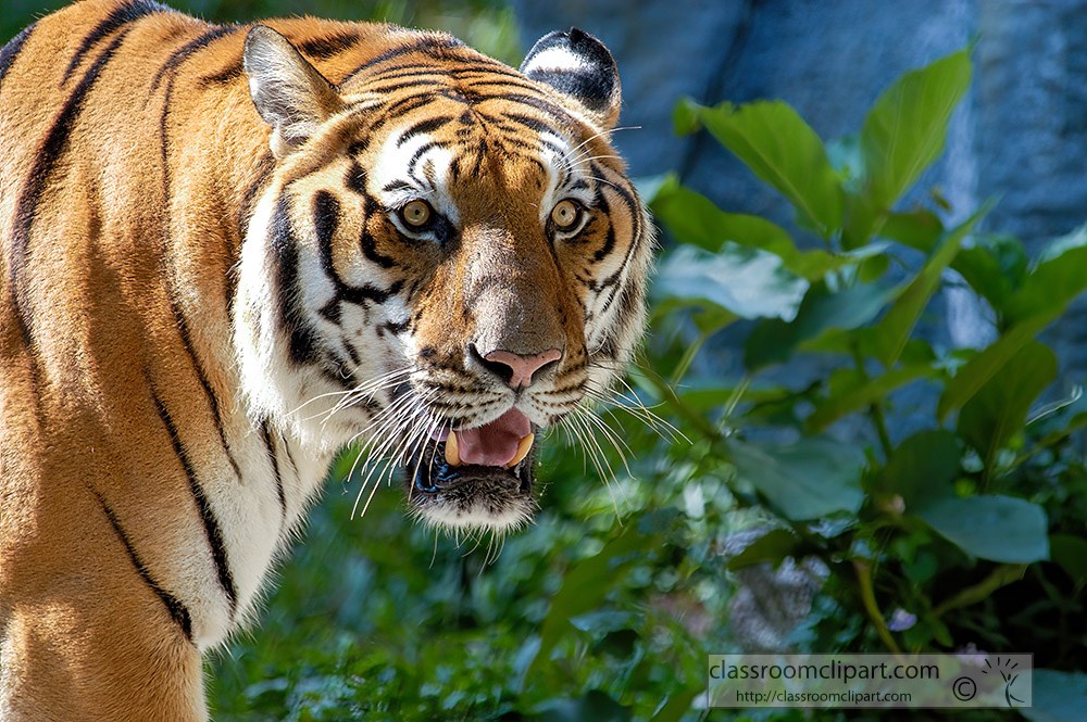 Tiger front view 0045