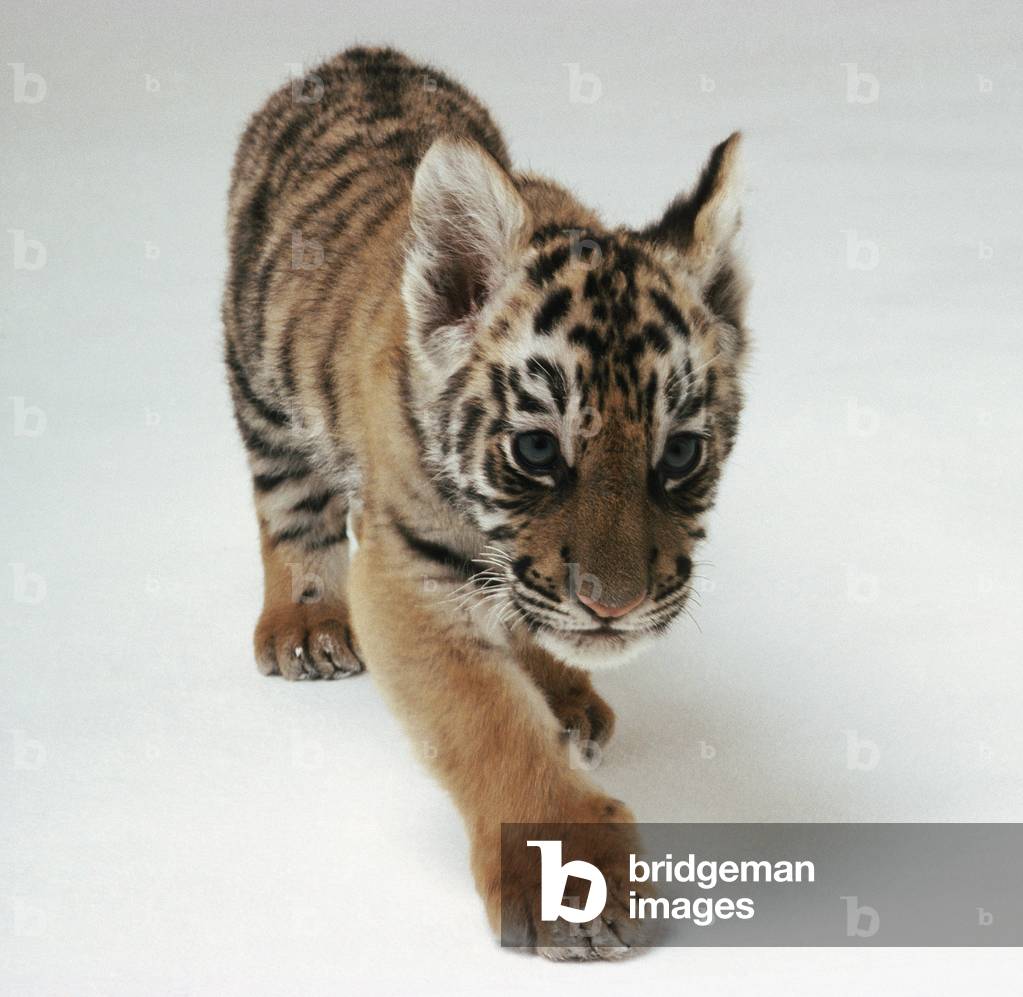 Tiger front view 0047