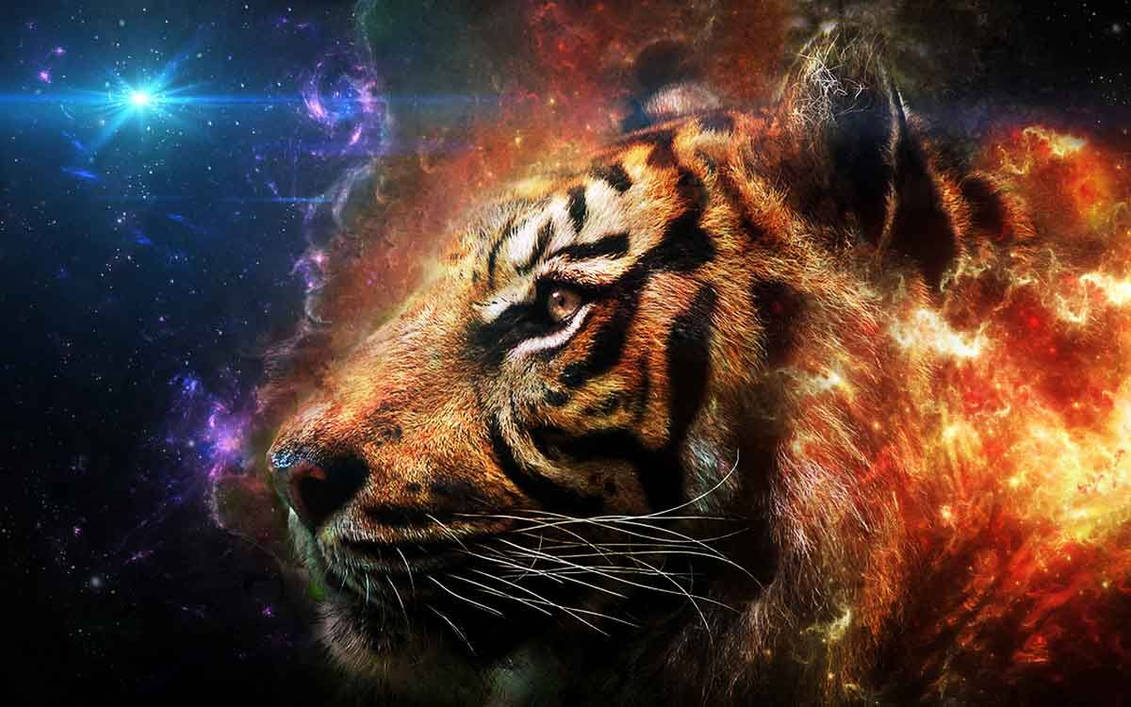 tiger nature photography