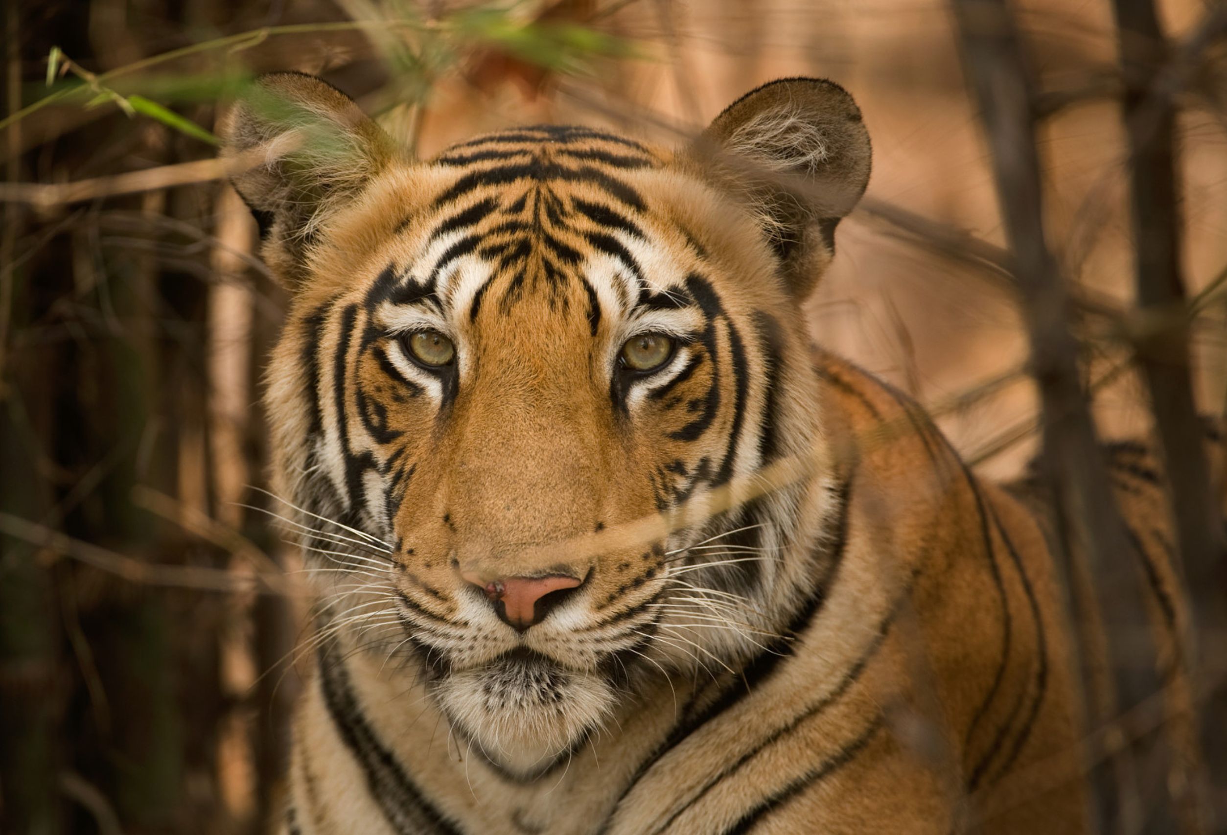tiger photographs