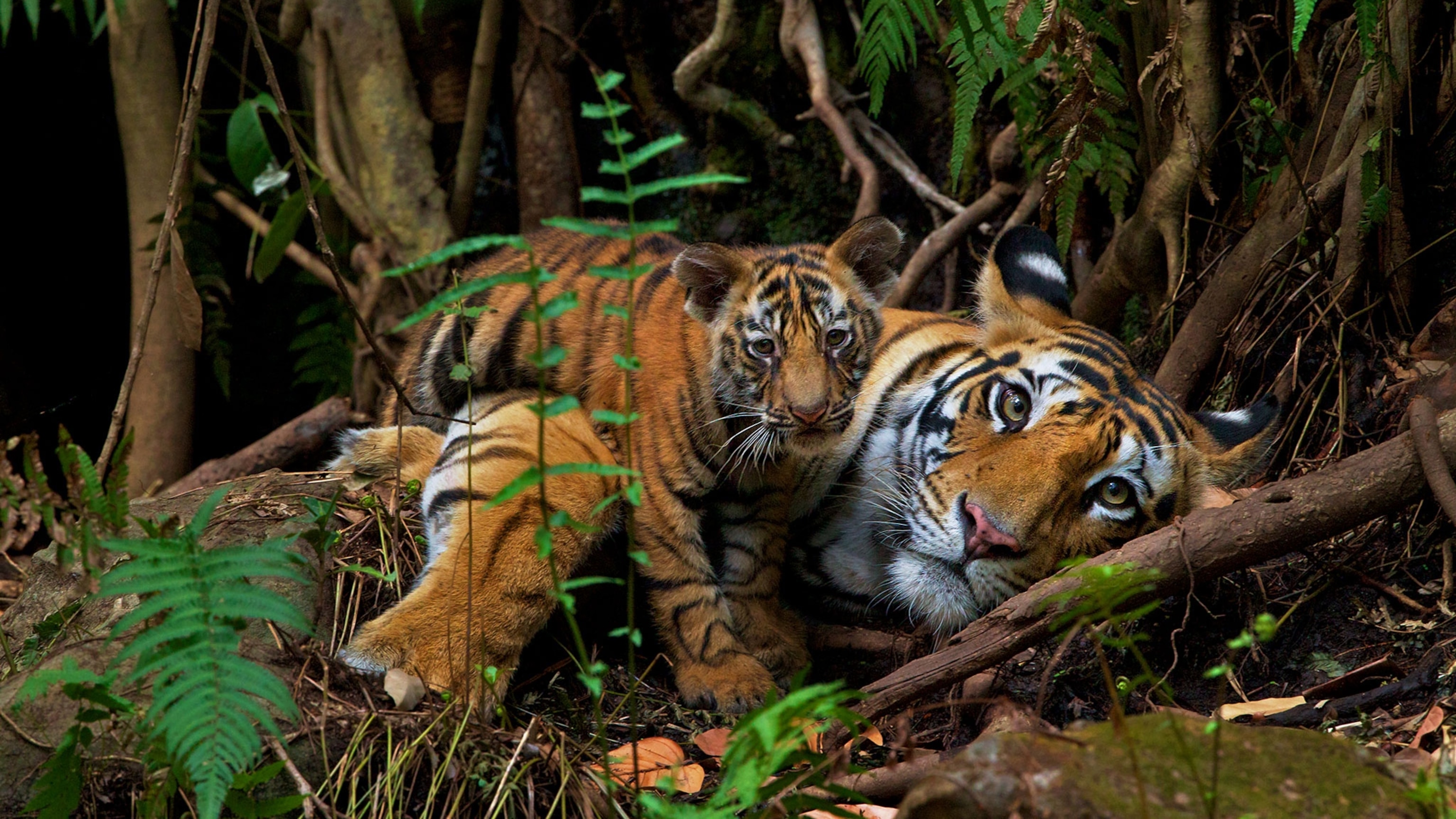tiger photoshoot ideas