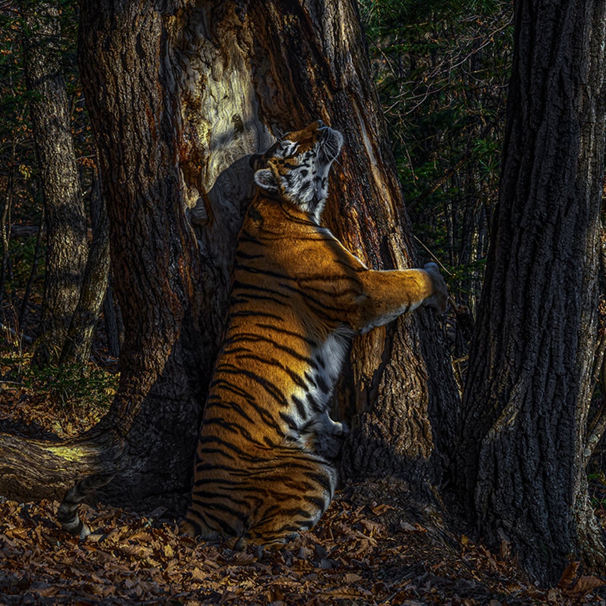 tiger photoshoot 0009