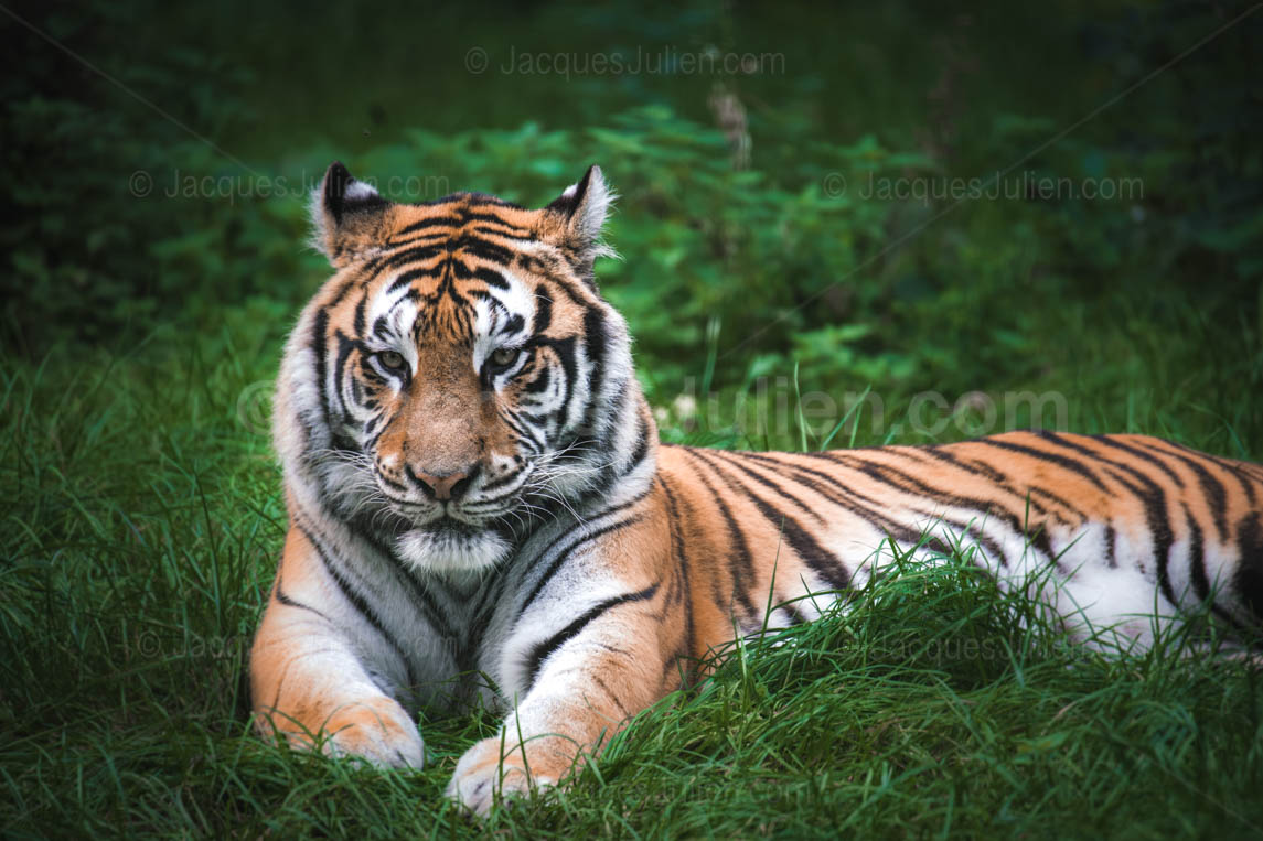 tiger photoshoot 0010