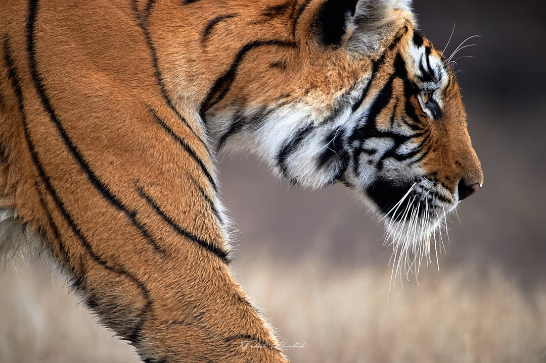 tiger photoshoot 0011