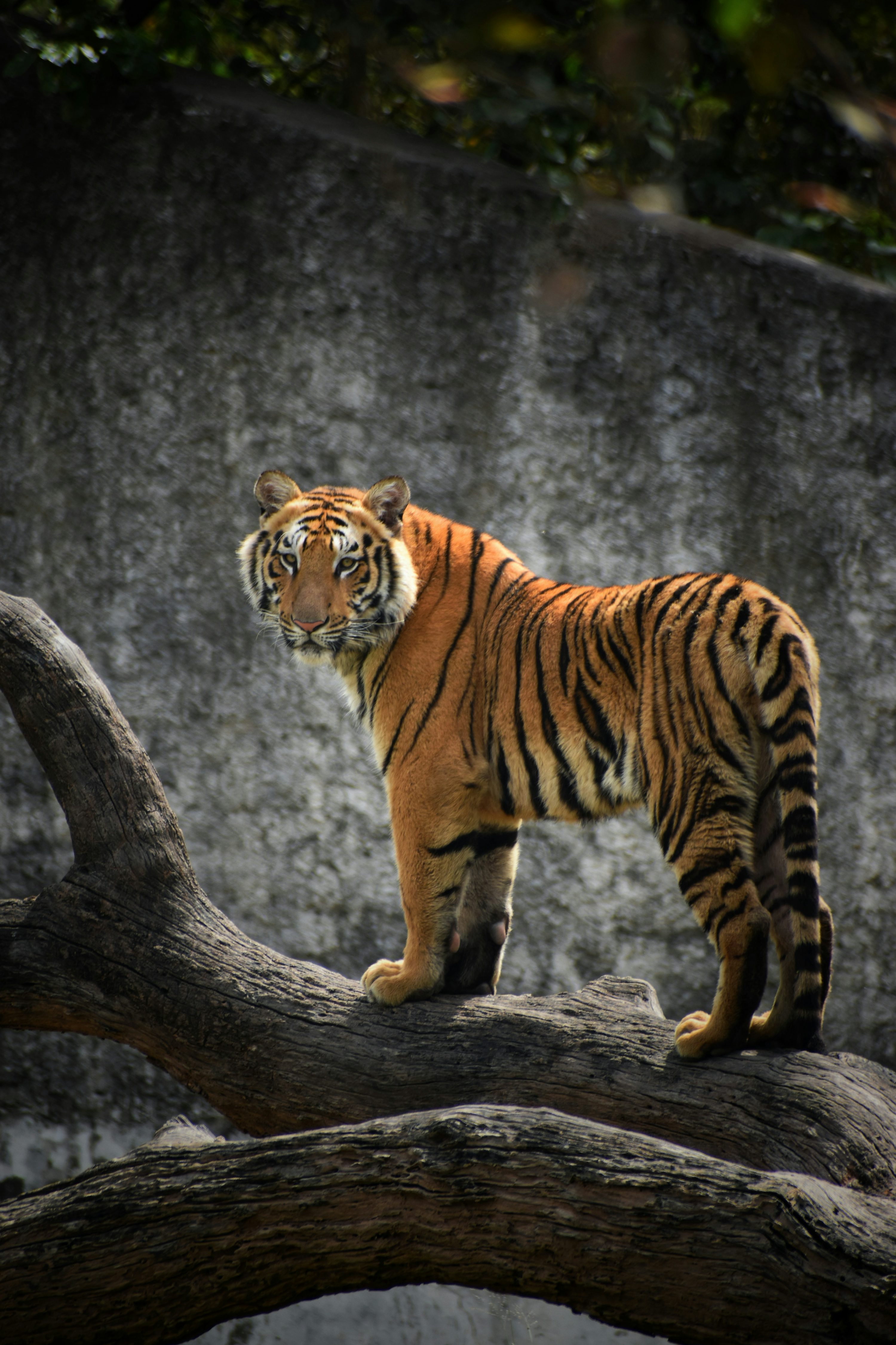 tiger photoshoot 0013